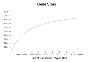 Gene Sizes