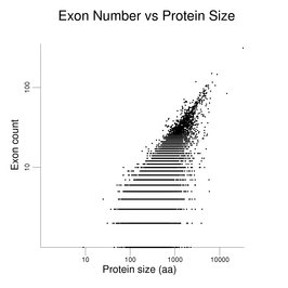 Exon Count vs Protein Size