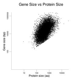 Gene Size vs Protein Size