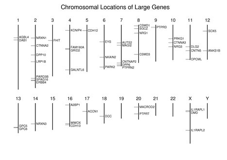 Chromosomal Locations of Large Genes